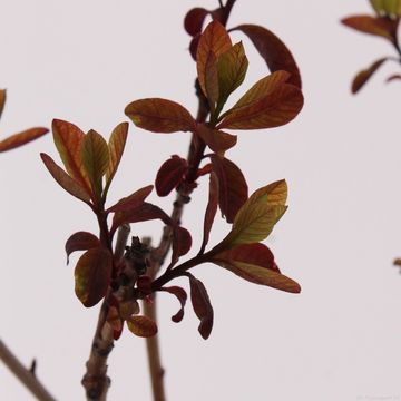 Cotinus coggygria 'Royal Purple'