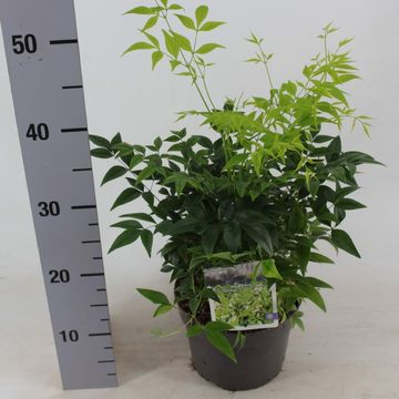 Nandina domestica MAGICAL LEMON & LIME