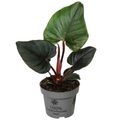 Philodendron squamiferum