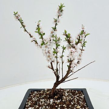Prunus tomentosa