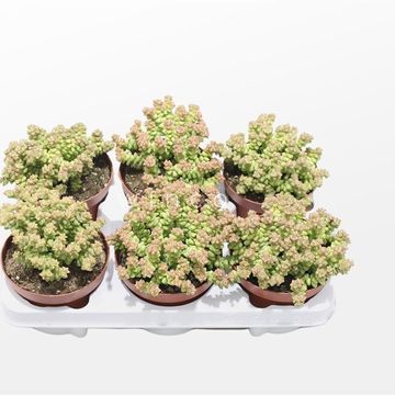 Crassula 'Tom Thumb'