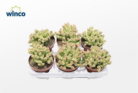 Crassula 'Tom Thumb'
