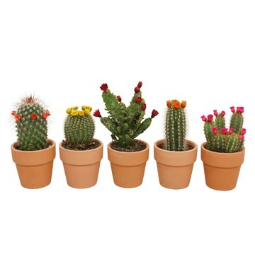 Cactus MIX