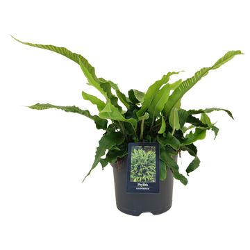 Phyllitis scolopendrium