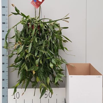 Rhipsalis elliptica