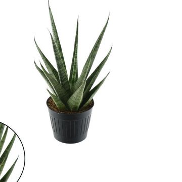 Sansevieria cylindrica 'Sem'
