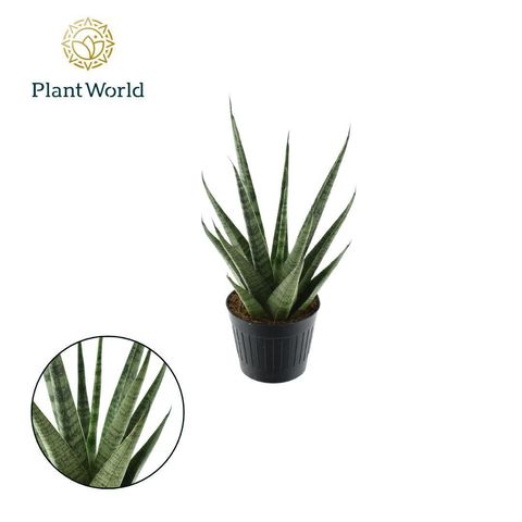 Sansevieria cylindrica 'Sem'