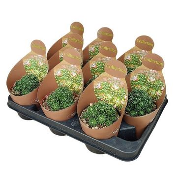 Mammillaria painteri