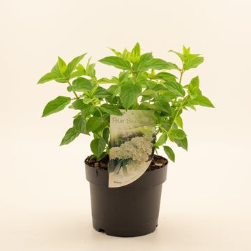 Hydrangea paniculata 'Polar Bear'