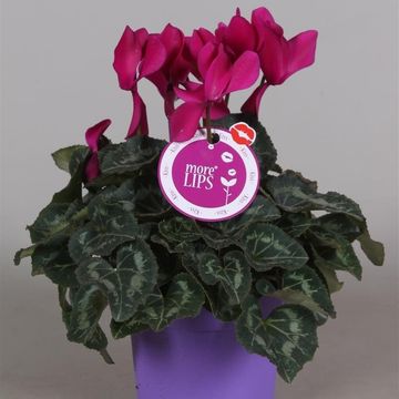 Cyclamen persicum SUPER SERIE S ALLURE MIX