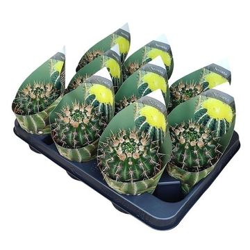 Notocactus mammulosus