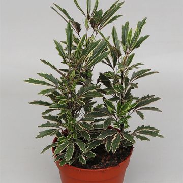 Schefflera elegantissima 'Bianca'