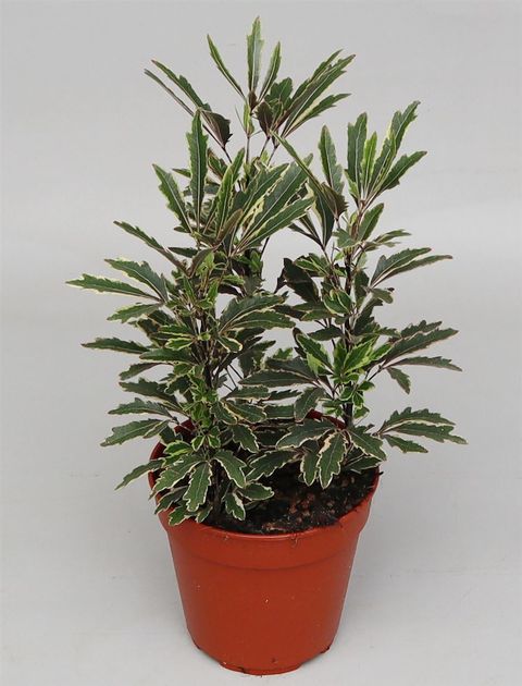 Schefflera elegantissima 'Bianca'