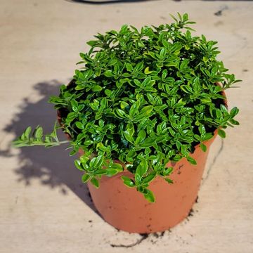 Thymus x citriodorus 'Archer's Gold'