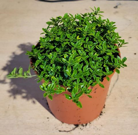 Thymus x citriodorus 'Archer's Gold'