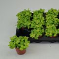 Fittonia MOSAIC LEMON