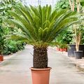 Cycas revoluta