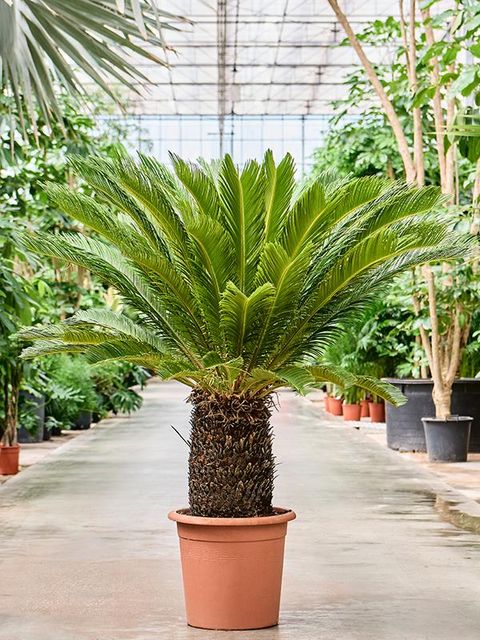 Cycas revoluta