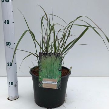 Calamagrostis x acutiflora 'Overdam'