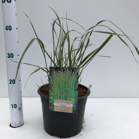 Calamagrostis x acutiflora 'Overdam'