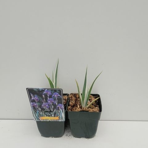 Iris pallida 'Variegata'
