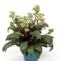 Crassula orbicularis