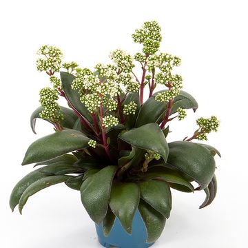 Crassula orbicularis