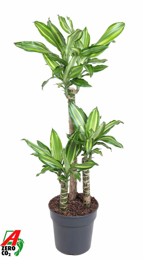 Dracaena fragrans 'Silver Dream'