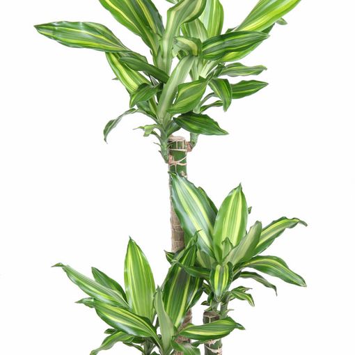 Dracaena fragrans 'Silver Dream'