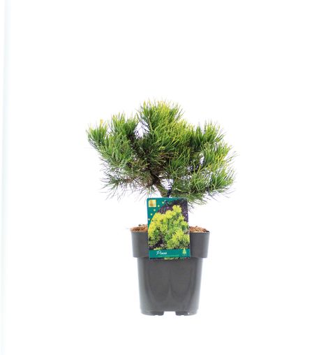 Pinus mugo 'Carsten'