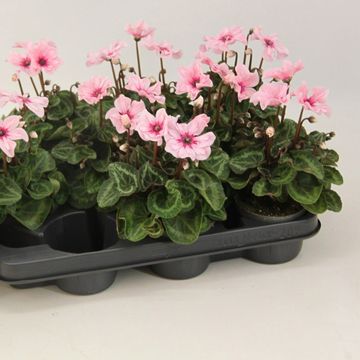 Cyclamen persicum ILLUSIA LIGHT WITH EYE