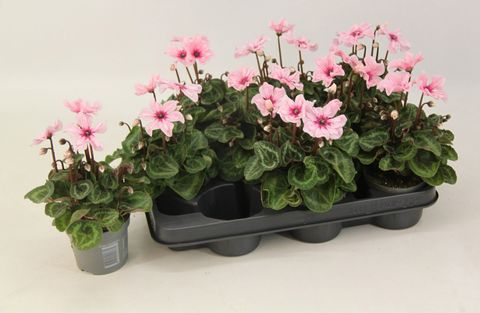 Cyclamen persicum ILLUSIA LIGHT WITH EYE