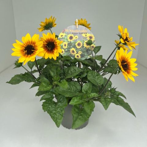 Helianthus annuus SUNBELIEVABLE BROWN EYED GIRL