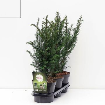 Taxus baccata