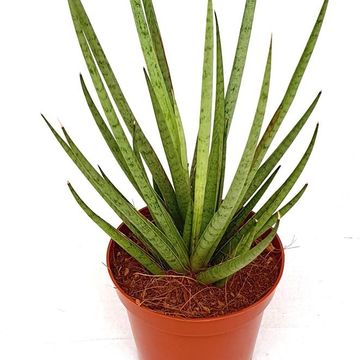 Sansevieria bacularis 'Mikado'
