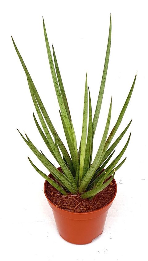 Sansevieria bacularis 'Mikado'