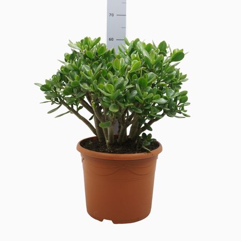 Crassula portulacea