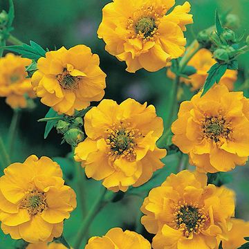 Geum chiloense 'Lady Stratheden'