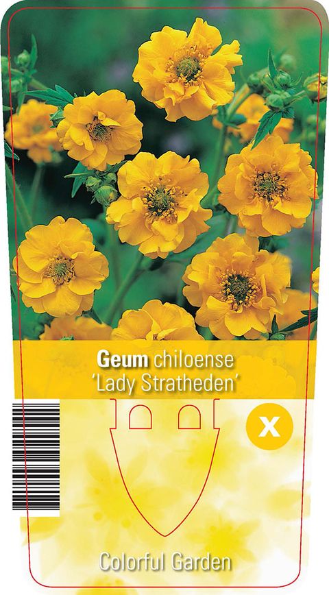 Geum chiloense 'Lady Stratheden'
