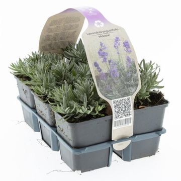 Lavandula angustifolia 'Hidcote'