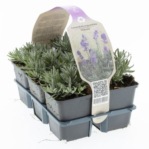 Lavandula angustifolia 'Hidcote'