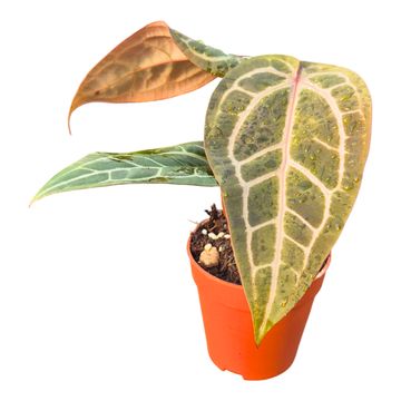 Anthurium DocBlock Anthurium Red Velvet Cake® '24' X Home Sweet Home® '32'