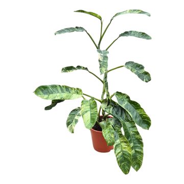 Epipremnum giganteum 'Variegata'