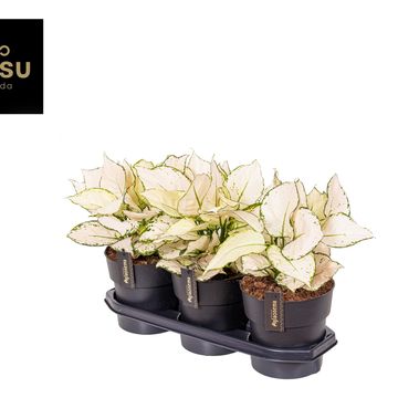 Aglaonema White Surprise