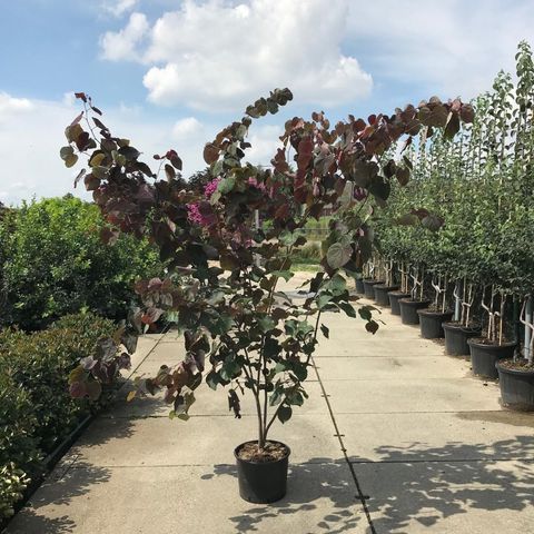 Cercis canadensis 'Forest Pansy'