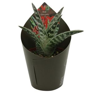 Aloe variegata