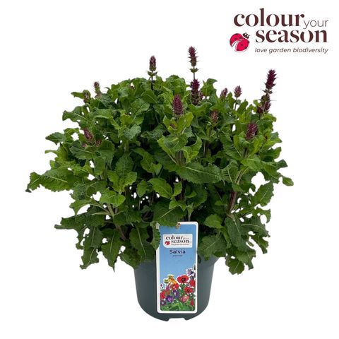 Polemonium caeruleum 'Bambino Blue'