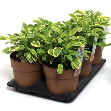 Salvia officinalis 'Aurea'