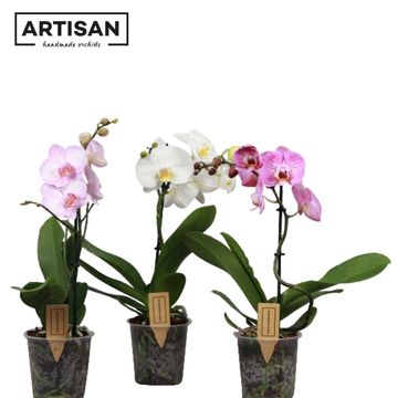 Phalaenopsis MIX