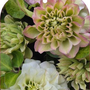 Clematis SPRING PASSION  (P)